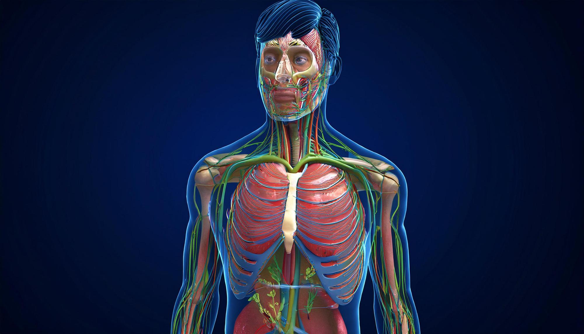 Où se trouve exactement le plexus solaire dans le corps ?