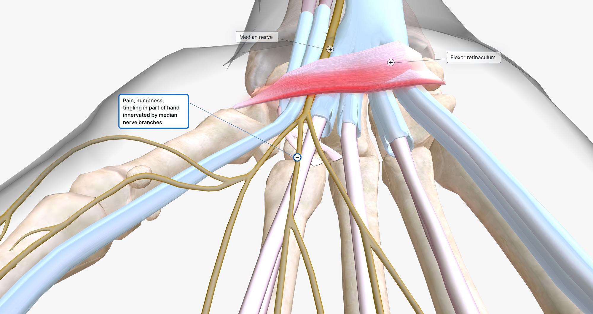 Hydratation : ton tendon est plus « eau » que tu ne le crois
