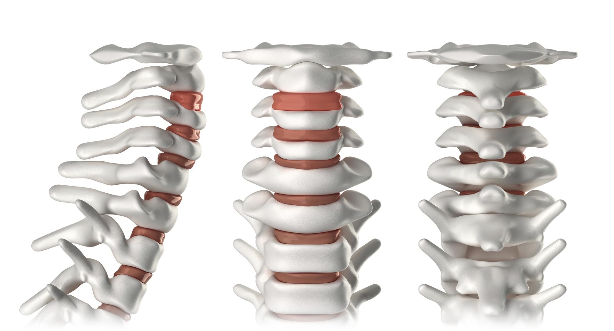 Où se situe exactement le muscle long du cou ?