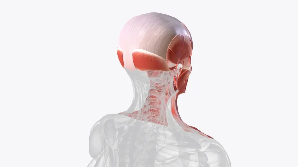 cou anatomie