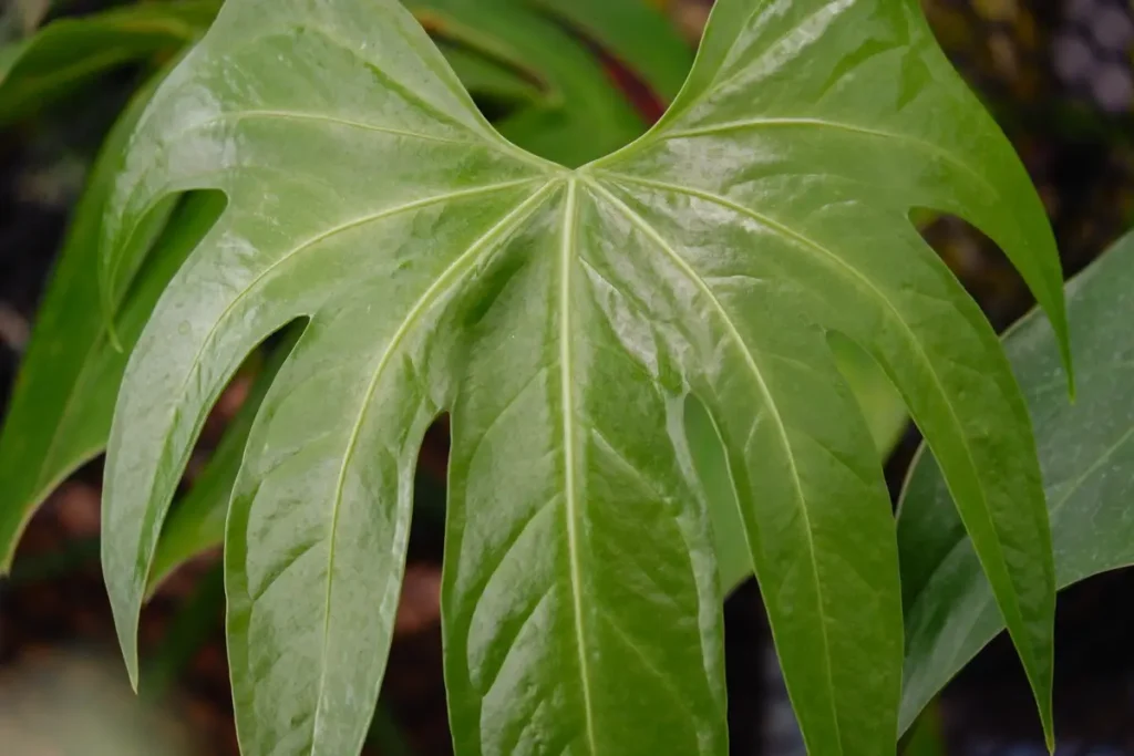 feuilles papaye sang