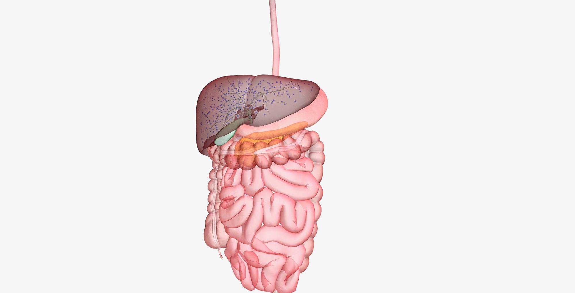 Comment renforcer le « clapet » de l’estomac pour limiter le reflux ?