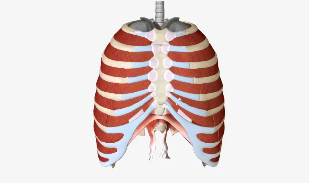 torse humain diaphragme